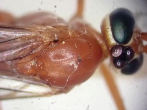 Réf. 337 096 : Netelia sp.